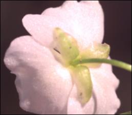 Sagittaria graminea? (Native) 12   (click for a larger preview)