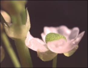 Sagittaria graminea? (Native) 13   (click for a larger preview)