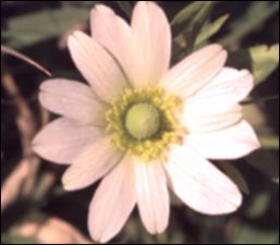 Anemone caroliniana (Native)   (click for a larger preview)