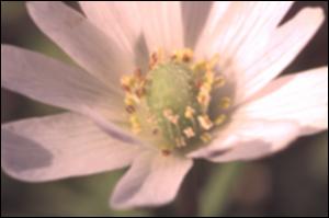 Anemone caroliniana (Native) 2   (click for a larger preview)