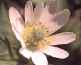 Anemone caroliniana (Native) 3   (click for a larger preview)