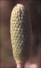 Anemone caroliniana (Native) 4   (click for a larger preview)