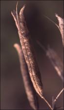 Polanisia dodecandra  subsp. riograndensis (Native) 2   (click for a larger preview)