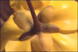 Cochlospermum vitifolium (Native) 2   (click for a larger preview)