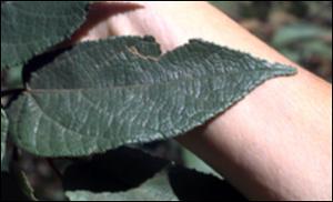 Guazuma ulmifolia (Native) 3   (click for a larger preview)