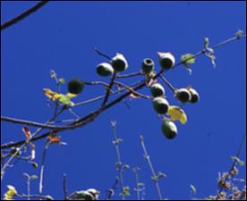 Cochlospermum vitifolium 2   (click for a larger preview)