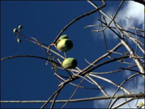 Cochlospermum vitifolium 3   (click for a larger preview)