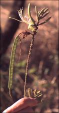 Bauhinia ungulata 2   (click for a larger preview)