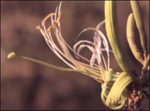 Bauhinia ungulata 3   (click for a larger preview)