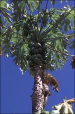 Carica papaya   (click for a larger preview)