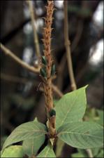 Aphelandra scabra   (click for a larger preview)