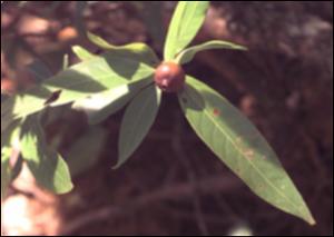 Alibertia edulis   (click for a larger preview)