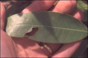 Alibertia edulis 2   (click for a larger preview)