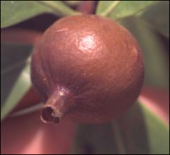 Alibertia edulis 3   (click for a larger preview)