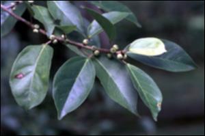 Ficus colubrinae   (click for a larger preview)