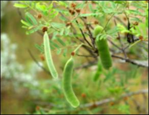 Acacia berlandieri (Native) 8   (click for a larger preview)