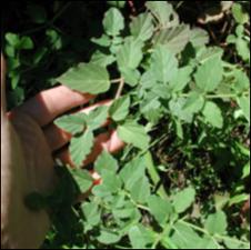 Boerhavia diffusa  (Native)   (click for a larger preview)