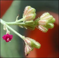 Boerhavia diffusa  (Native) 2   (click for a larger preview)