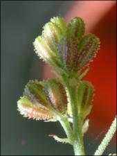 Boerhavia diffusa  (Native) 3   (click for a larger preview)