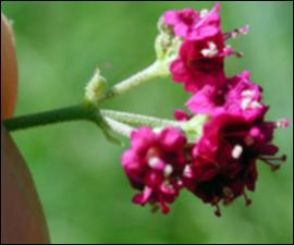 Boerhavia diffusa  (Native) 4   (click for a larger preview)