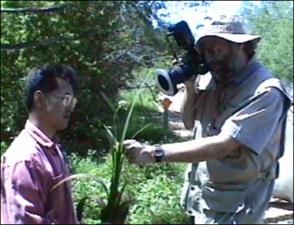 Sagittaria papillosa (Native)   (click for a larger preview)