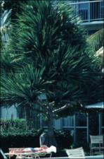 Pandanus utilis (Cultivated)   (click for a larger preview)