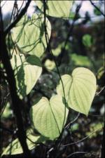 Dioscorea quaternata (Native)   (click for a larger preview)