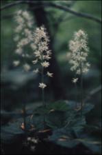 Tiarella cordifolia (Native)   (click for a larger preview)