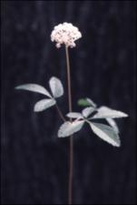Panax trifolius (Native)   (click for a larger preview)