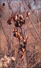Dioscorea quaternata (Native) 2   (click for a larger preview)
