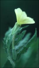 Oenothera laciniata (Native)   (click for a larger preview)