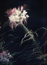 Cleome gynandra (Cultivated)   (click for a larger preview)