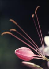 Cleome gynandra (Cultivated) 2   (click for a larger preview)