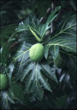 Artocarpus altilis (Cultivated)   (click for a larger preview)