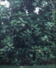 Artocarpus altilis (Cultivated) 2   (click for a larger preview)