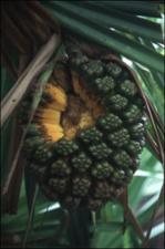 Pandanus sp. (Cultiated)   (click for a larger preview)