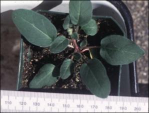 Abronia macrocarpa (Cultivated) 4   (click for a larger preview)