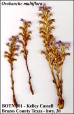 Orobanche ramosa (Introduced)   (click for a larger preview)