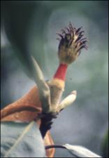 Magnolia grandiflora 3   (click for a larger preview)