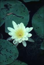 Nymphaea odorata   (click for a larger preview)
