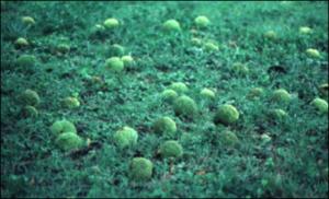 Maclura pomifera (Native)   (click for a larger preview)