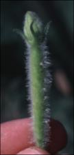 Lagenaria siceraria 3   (click for a larger preview)