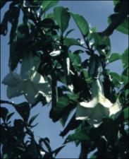 Brugmansia versicolor (Cultivated)   (click for a larger preview)