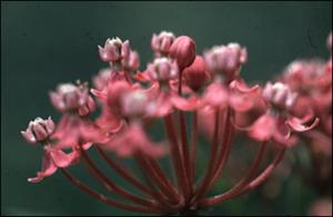 Asclepias incarnata   (click for a larger preview)