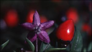 Capsicum annuum (Cultivated) 2   (click for a larger preview)