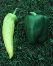 Capsicum annuum (Cultivated) 3   (click for a larger preview)