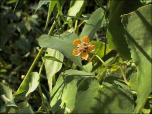 Abutilon trisulcatum (Native)   (click for a larger preview)