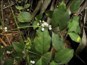 Chiococca alba  (Native)   (click for a larger preview)