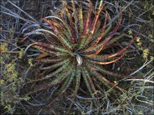 Hechtia glomerata (Native)   (click for a larger preview)