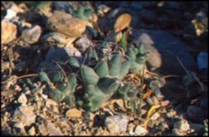 Coryphantha macromeris var. runyonii (Native)   (click for a larger preview)